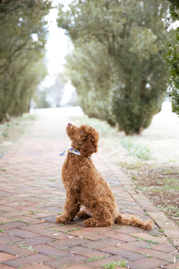 Scout - Image 8