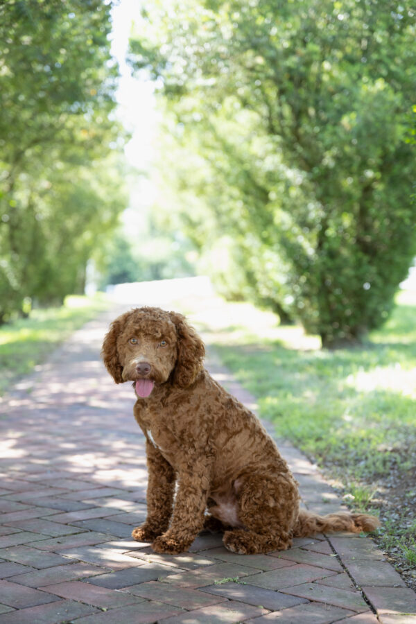 Scout - Image 6