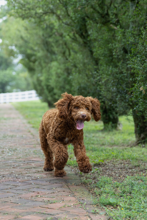 Scout - Image 3