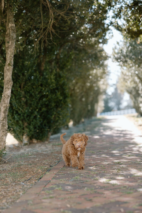 Scout - Image 12