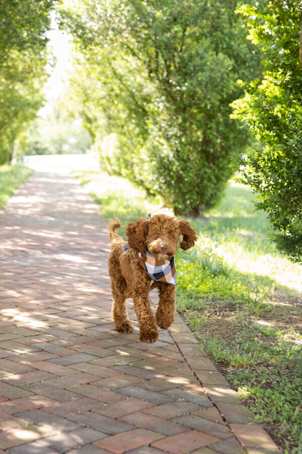 Scout - Image 11