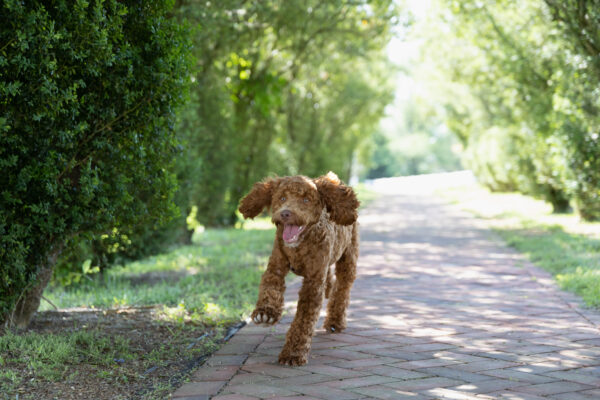 Scout - Image 8
