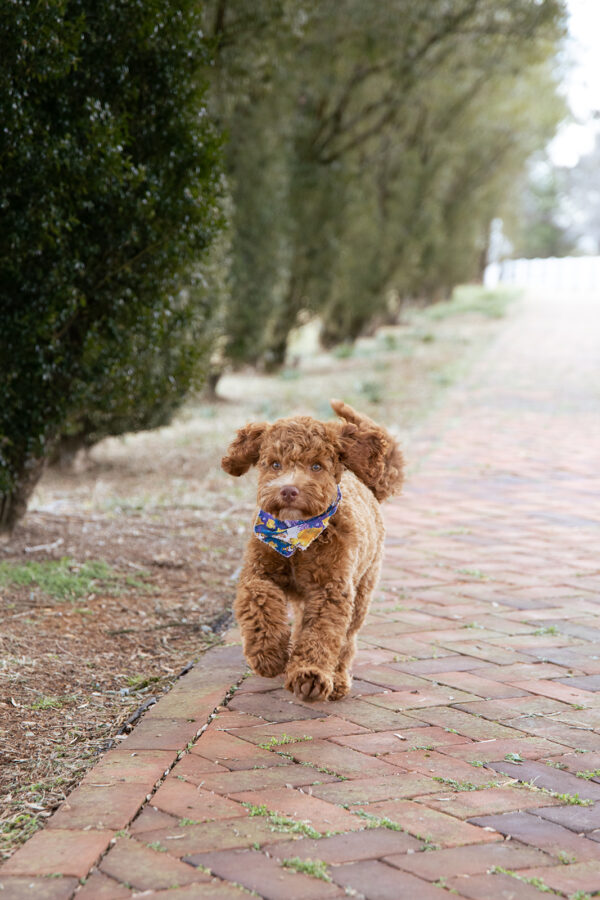 Scout - Image 9