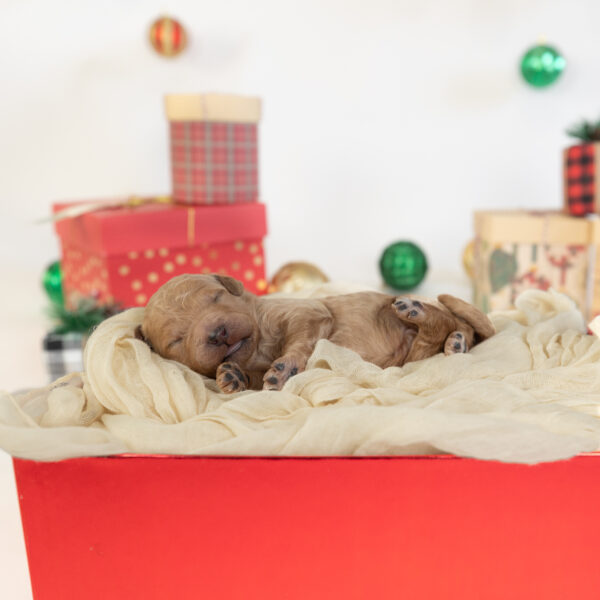 Snickerdoodle - Image 5