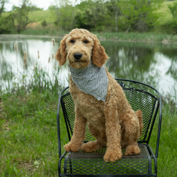 Snickerdoodle - Image 3