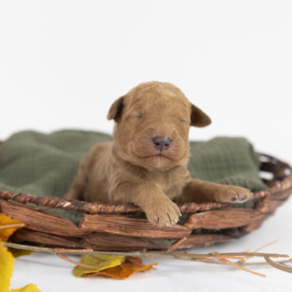 Ellie - Image 11