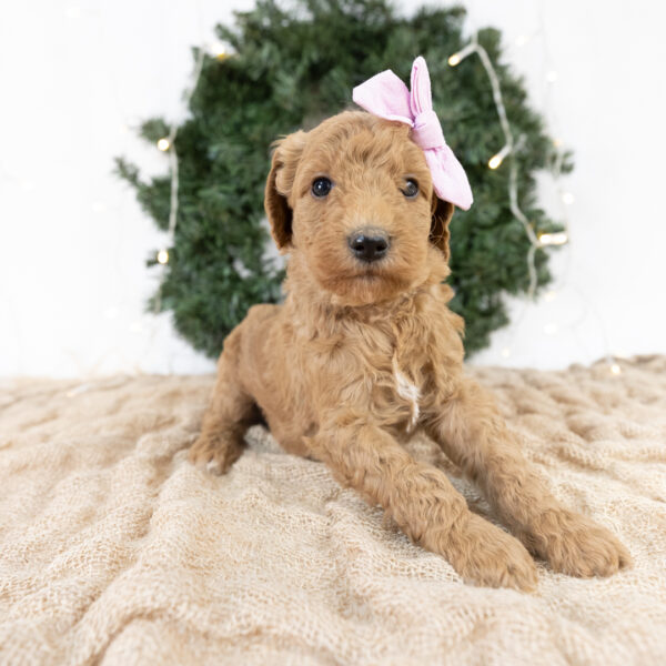 Ellie - Image 9