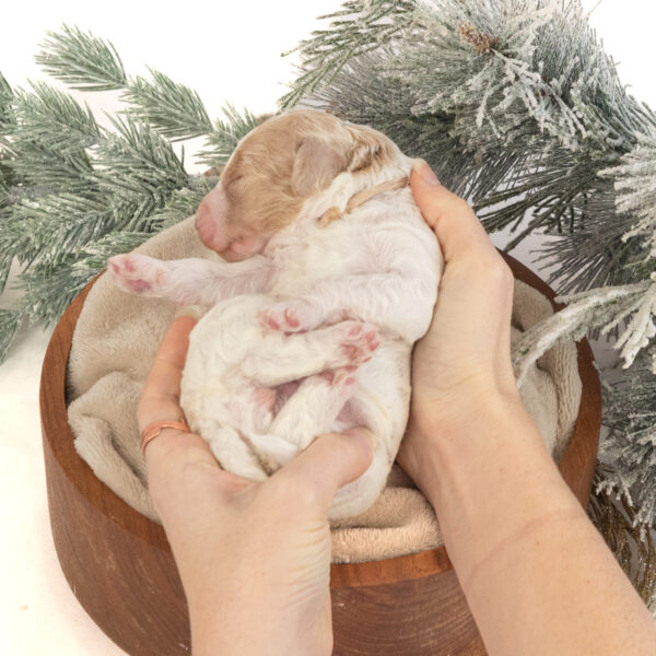 Fanny - Image 7
