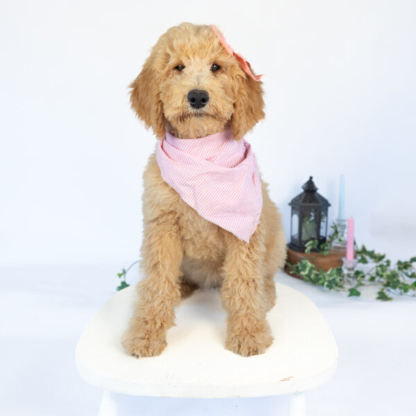 Isabella - Image 2