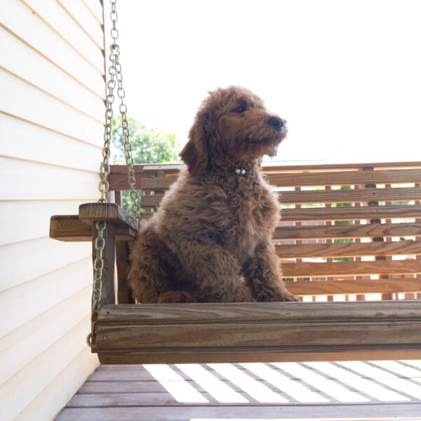 Ollie - Image 2