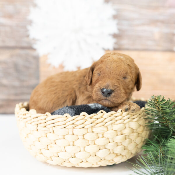 Ollie - Image 10
