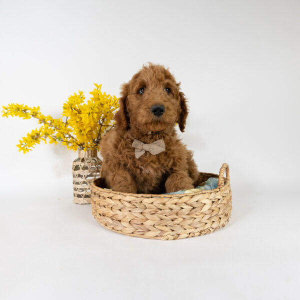 Ollie - Image 4
