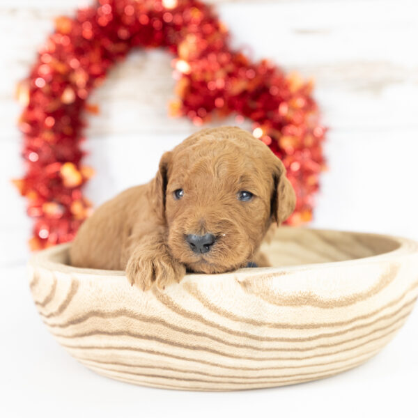 Ollie - Image 9