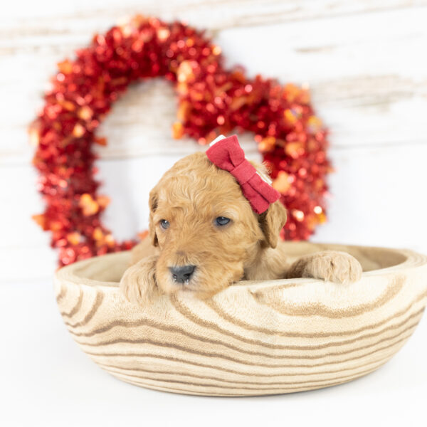 Riley - Image 9
