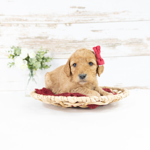 Riley - Image 8
