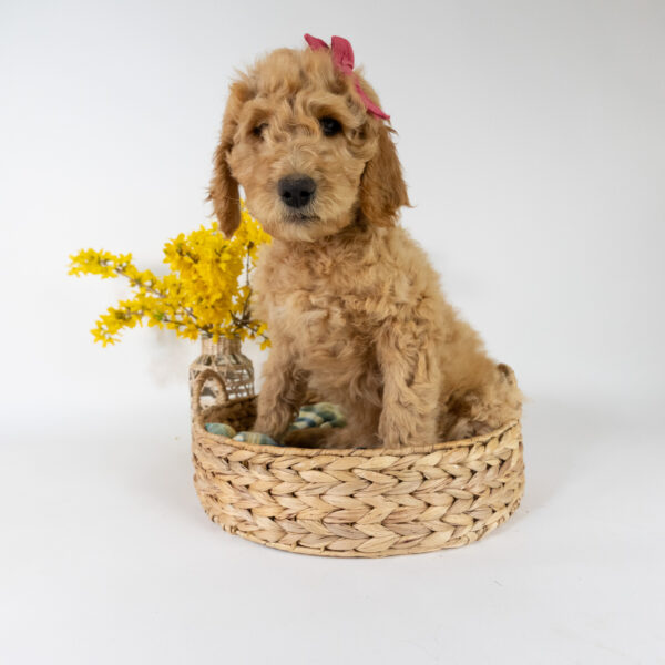 Riley - Image 4
