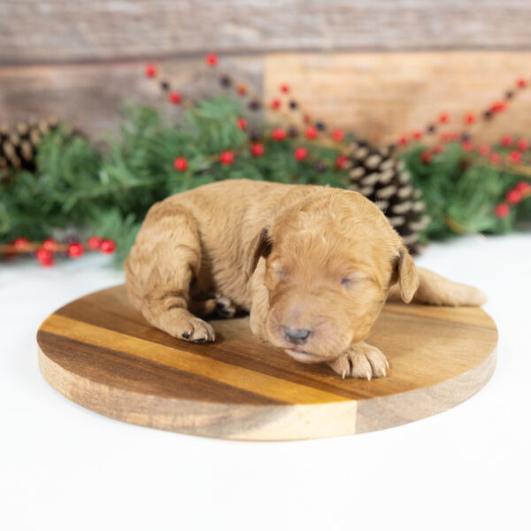 Riley - Image 11