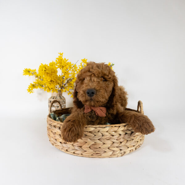 Topper - Image 4
