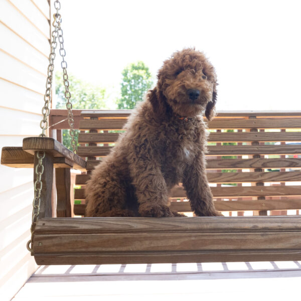 Topper - Image 2