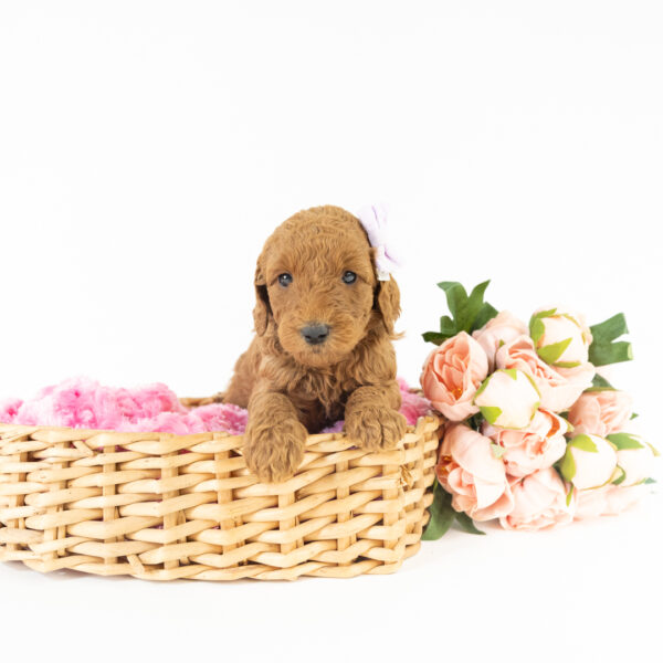 Willow - Image 6