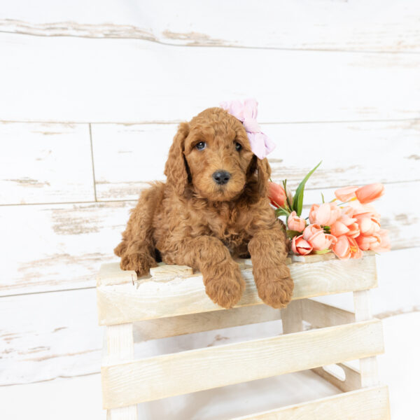 Willow - Image 4