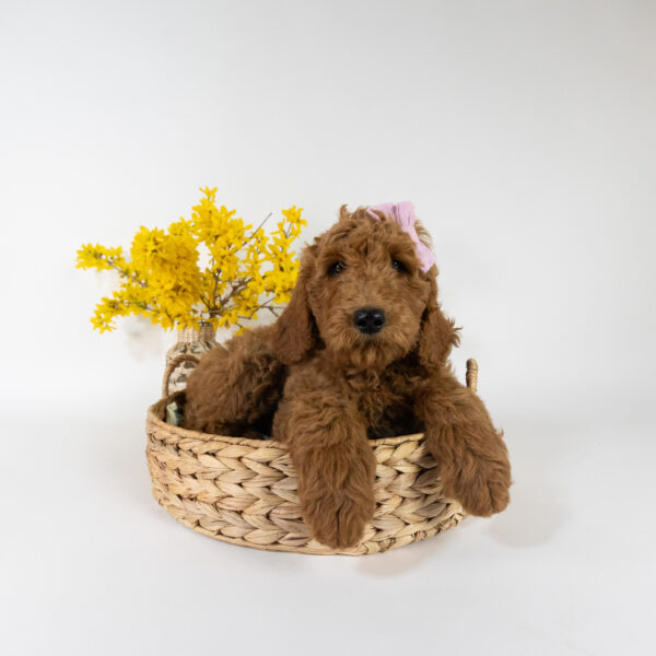 Willow - Image 3