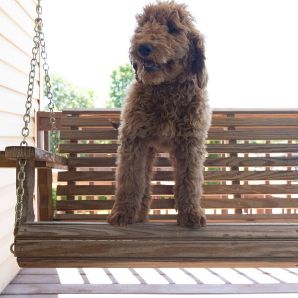 Willow - Image 2