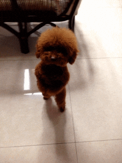 Puppy happy dance