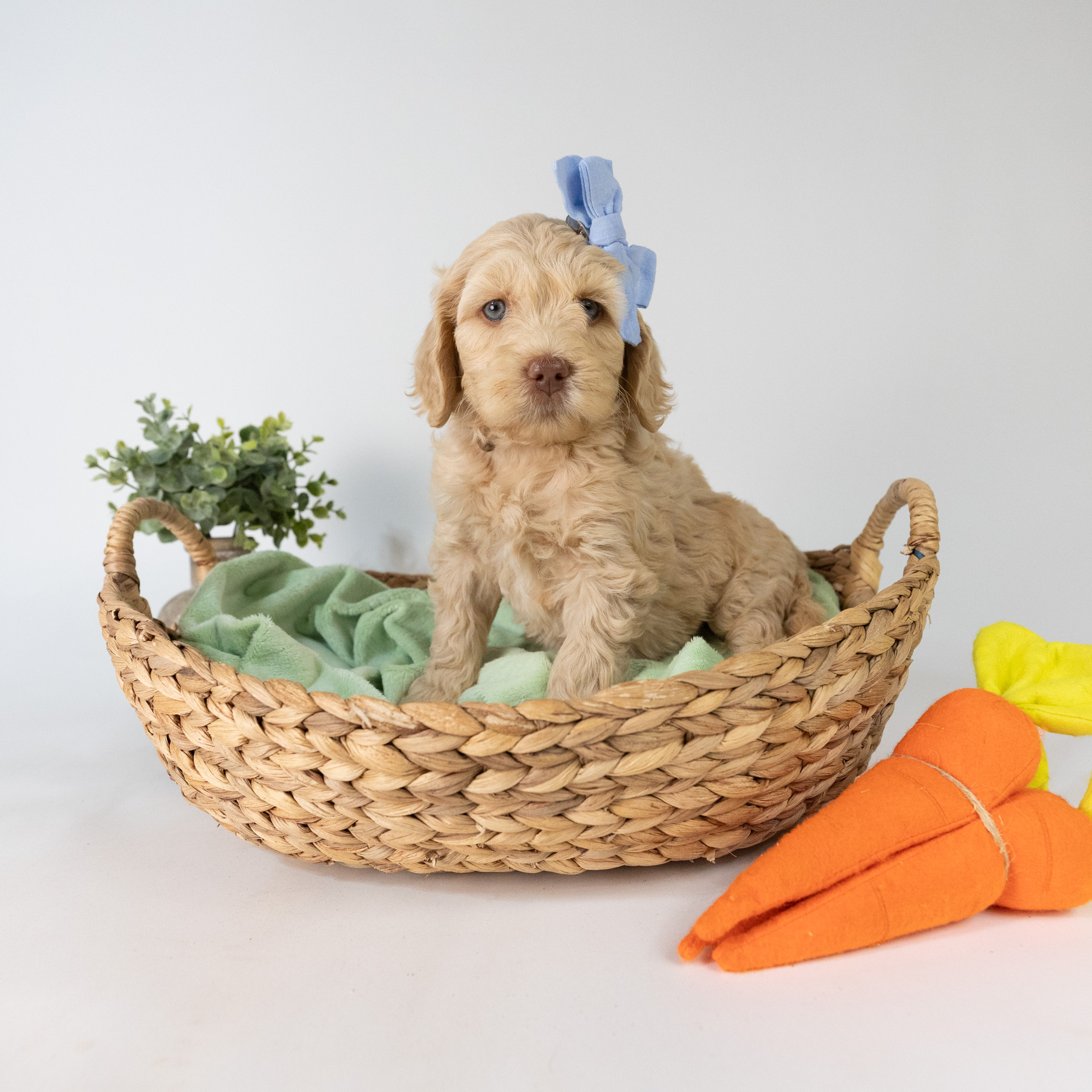 Ariel's Litter