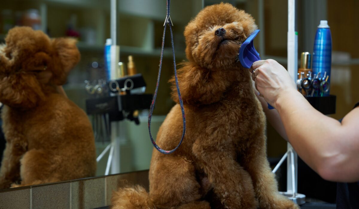 A pet groomer brushes a cooperative brown dog at a salon.