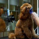 A pet groomer brushes a cooperative brown dog at a salon.