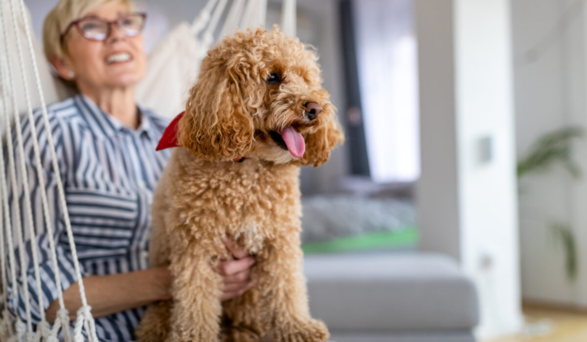 Portrait of cute brown toy Goldendoodle at home, daytime, indoors.