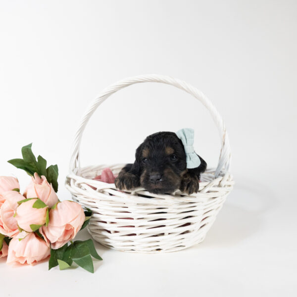 April - Image 5
