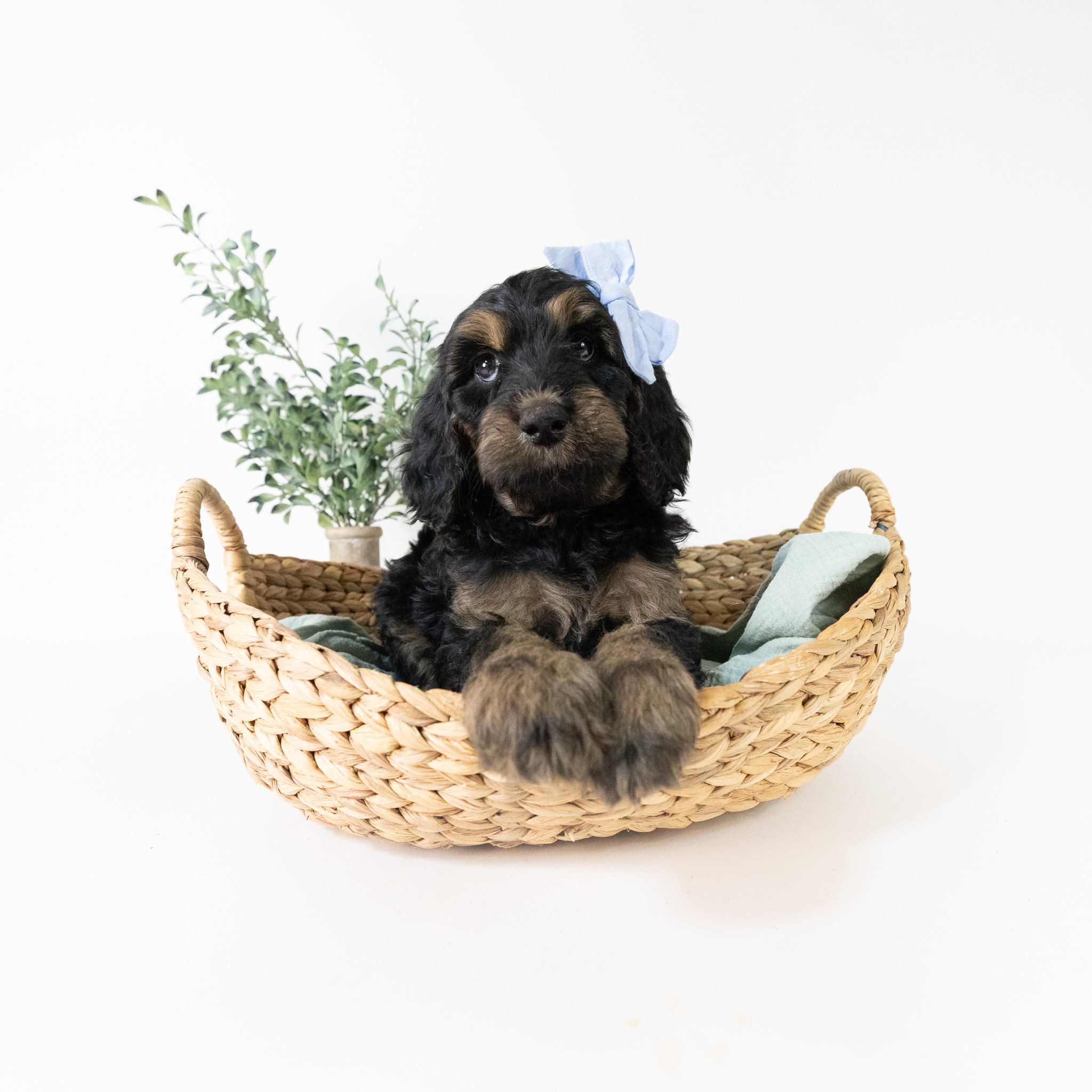 Anna's Litter
