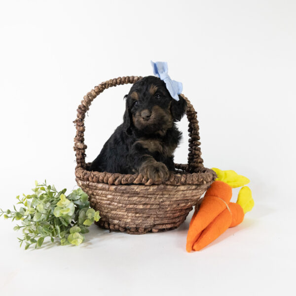 April - Image 3