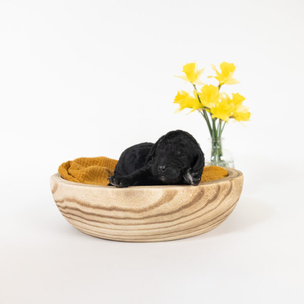 Cottontail - Image 6