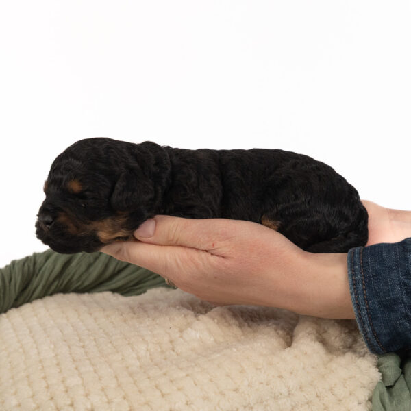 Colin - Image 4