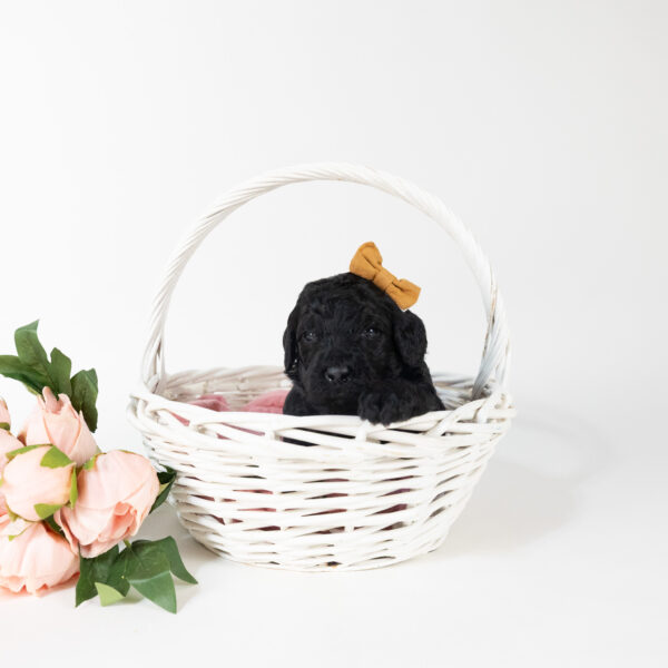 Cottontail - Image 3