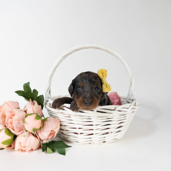 Gardenia - Image 5