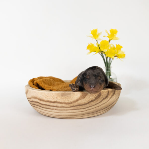 Gardenia - Image 7