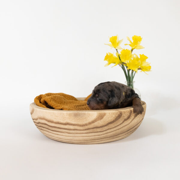 Gardenia - Image 9