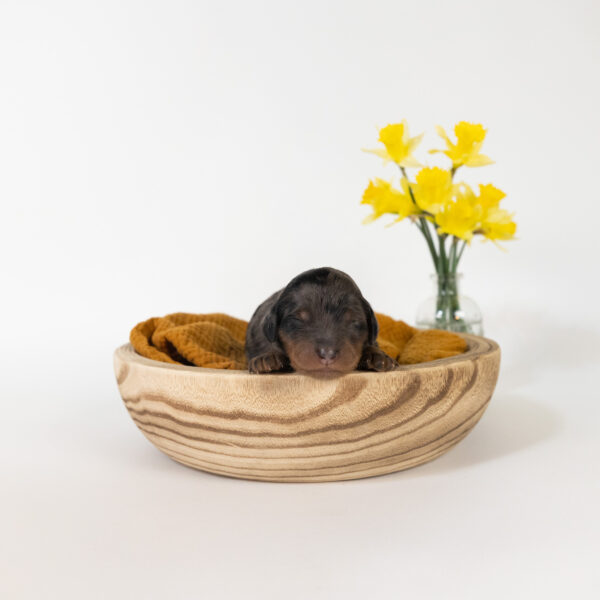Gardenia - Image 8