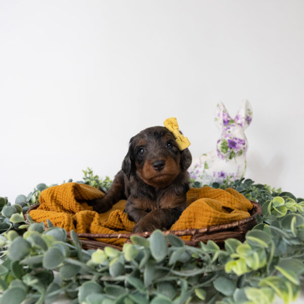 Gardenia - Image 4