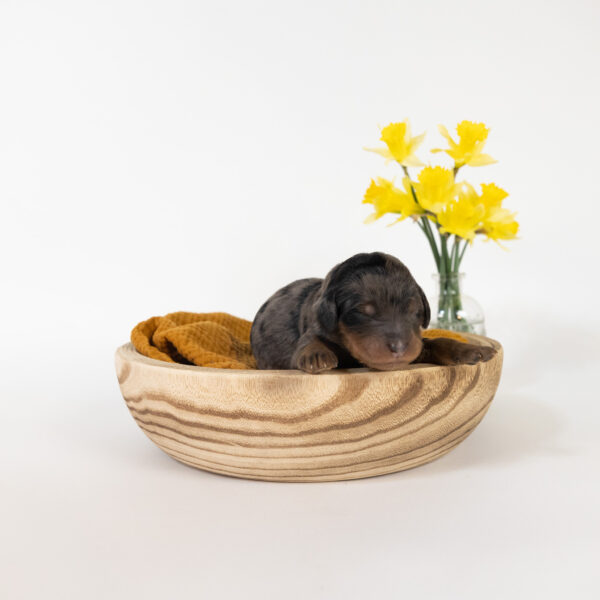 Gardenia - Image 10