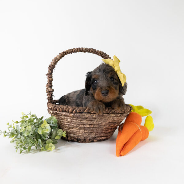 Gardenia - Image 3