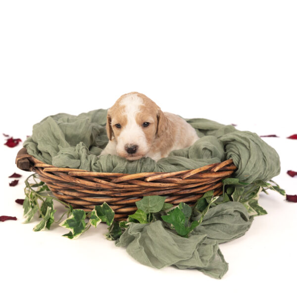 Tiggy - Image 3