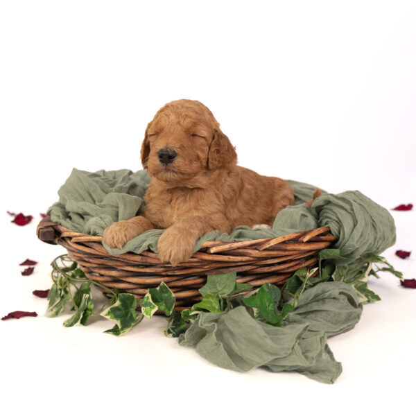 Benjamin - Image 4
