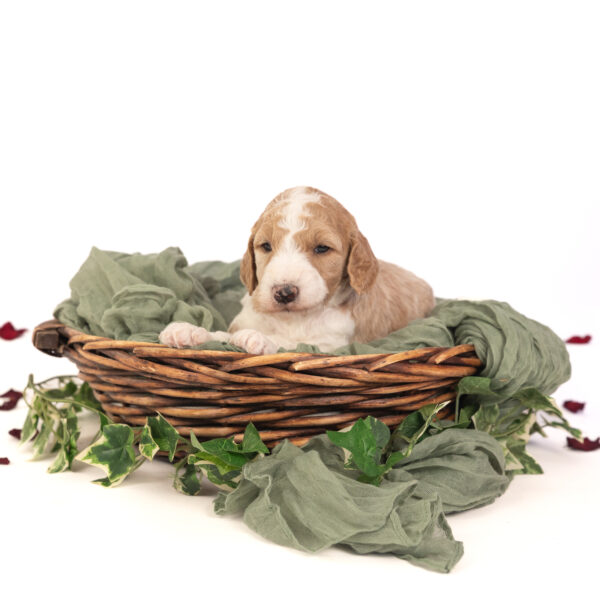 Flopsy - Image 3