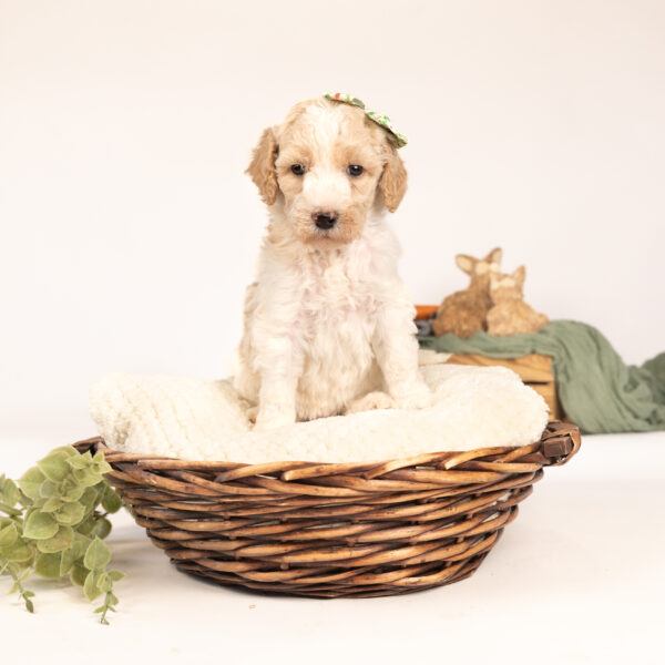 Jemima - Image 2