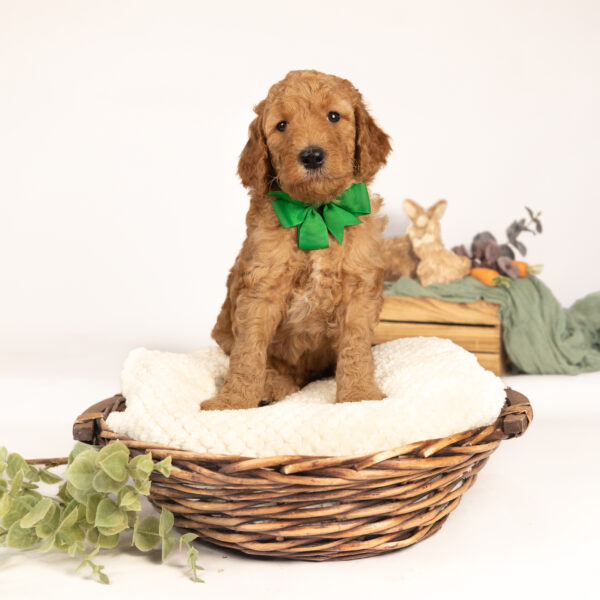 Benjamin - Image 2